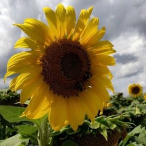 Meet your Posher, Veronica